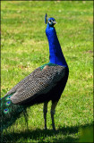 20 - Peacock