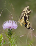 Giant Swallowtail at Thistle