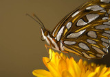 Gulf Fritillary Pose II