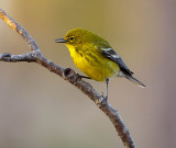 Pine Warbler III