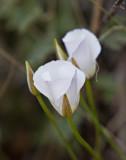 Sego Lily Sedona