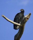 Black Vulture