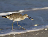 Willet with Crab