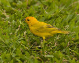 Saffron Finch, Hawaii