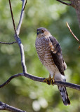 Sharp Shinned Hawk