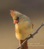 Cardinal Female.jpg