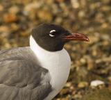 Laughing Gull Portrait.jpg