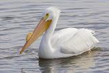 Pelican White_Male.jpg