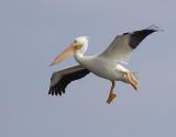 Pelican White_Male_Glide.jpg