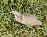 American Bittern.jpg