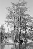 Lake Martin BW Study II.jpg