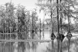 Lake Martin BW Study III