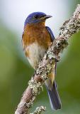 Bluebird Eastern perching.jpg