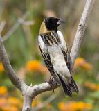 Bobolink