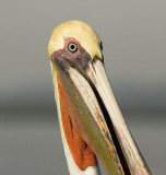 Brown Pelican Portrait.jpg