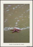 Starfish - Victoria Island