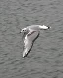 Wellfleet Harbor, MA - December