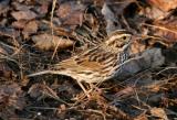 Savannah Sparrow, Stratham, NH - December