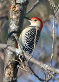 Red-bellied Woodpecker, Newmarket, NH - December
