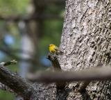 Pine Warbler, Pawtuckaway SP, April