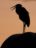 Heron at Sun Up