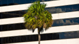 Downtown Palm
