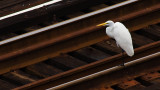 Egret and Tracks