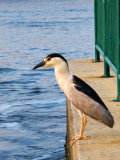 Night Heron on the Edge