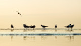 Gulls in the Morning