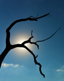 Sun and Branch