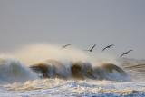 Pelicans in the Surf