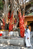 The Banyan tree