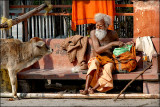 The Sadhu and the Cow