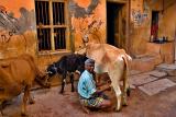 Cow shed