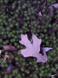 Oak Leaf and Moss RAW.jpg