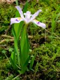 Dwarf Crested Iris 02