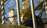 feral cat, segovia