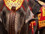 Elephant parade Thailand