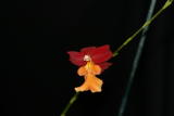 Orchids - Burr. Stenfen Isler Lava Flow