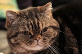 chatonus.jpg