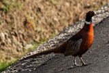 andalousbirds.jpg