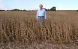 Tall Soybeans