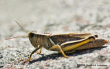 GP0309-Unidentified Grasshopper.jpg
