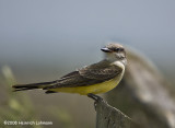 GP0806a-Western Kingbird.jpg