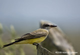 GP0807-Western Kingbird.jpg