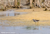 GP0829-Willet.jpg