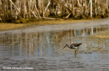 GP0831-Willet.jpg