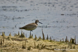 GP0863-Willet.jpg