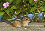 GP2697-Chipmunk.jpg