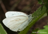 GP4530-unidentified.jpg